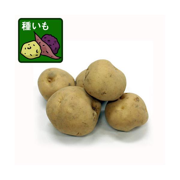 様々な料理の食材としてポピュラーなじゃがいもの種いもです。男爵（だんしゃく）はやや粉質性の品種で、ポテトサラダやコロッケなどに適しています。表面がごつごつとしていて日本で最も収穫量が多いじゃがいもです。1928年に北海道の優良品種に決定し、...