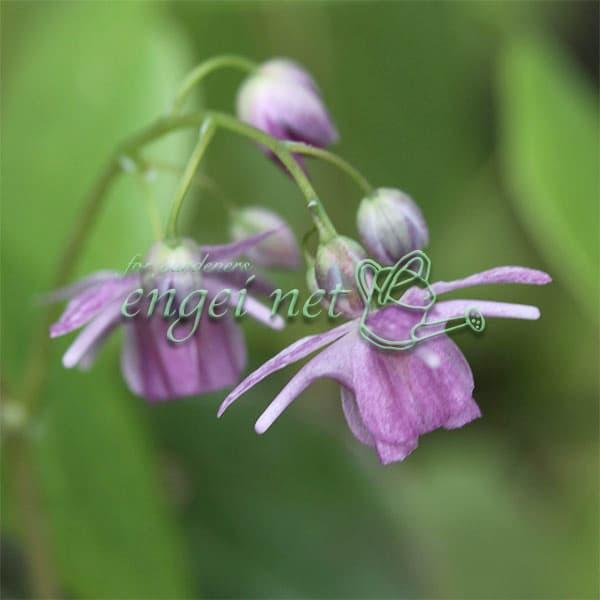 イカリソウは主に北海道の中部から本州の日本海側に自生する山野草で、船の碇（イカリ）に似た花をつけることからこの名がついています。※詳しい商品説明は下のほうに記載があります