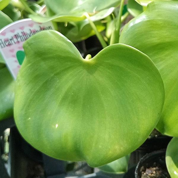 ハートフィロデンとも呼ばれる、光沢のあるハート形の葉っぱがかわいいフィロデンドロンです。耐陰性・耐寒性・耐暑性が強く、とても育てやすい品種です。美しい株姿をお楽しみください。※詳しい商品説明は下のほうに記載があります