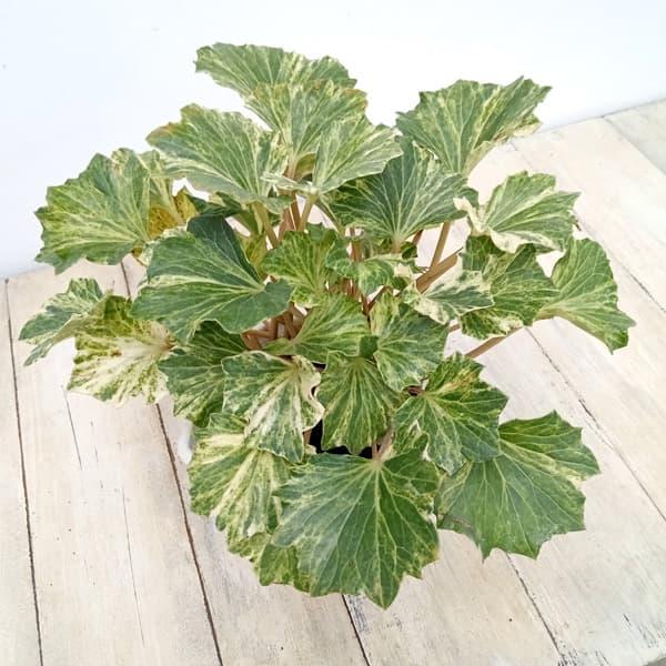 山野草の苗 ツワブキ 乱扇（ミダレオウギ)5号鉢植え