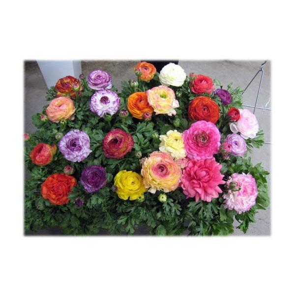 草花の苗 ラナンキュラス アヤバイカラー混合3 3 5号ポット 12株セット 園芸ネット 通販 Yahoo ショッピング