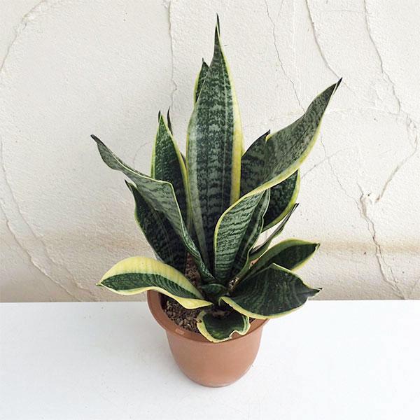 サンスベリアコンパクタはローレンチーのわい性種で、高さは通常20〜30cmから、最大でも60cmと小型です。一般的なサンセベリアよりも葉幅が広く、紋斑の緑葉に、きれいな黄色の外斑が入るタイプです。葉はロゼット状に展開します。丈夫で水をあまり...