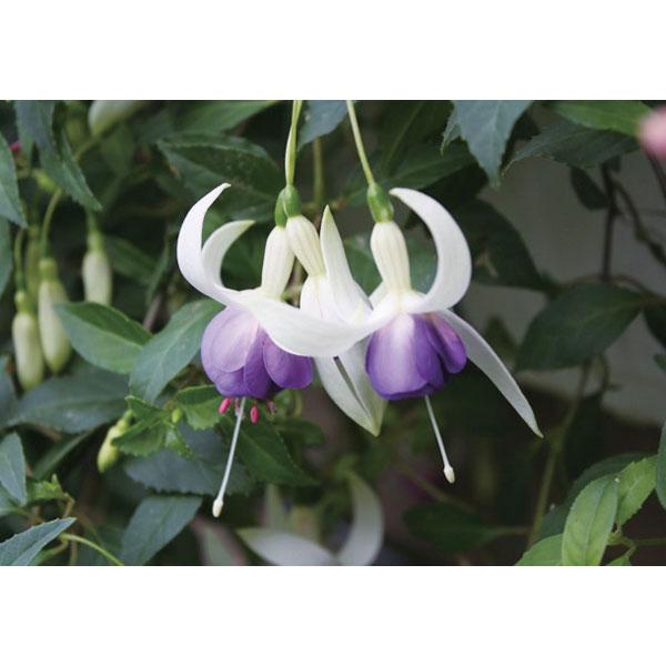 草花の苗 ガーデンフクシア アイスダンス3 5号ポット 2株セット 園芸ネット 通販 Yahoo ショッピング