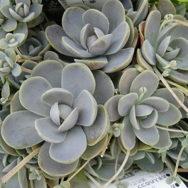 多肉植物セダム★子持ち蓮華★ 観葉植物/セダム：子持ち蓮華3号ポット 2株セット : 園芸ネット - 通販