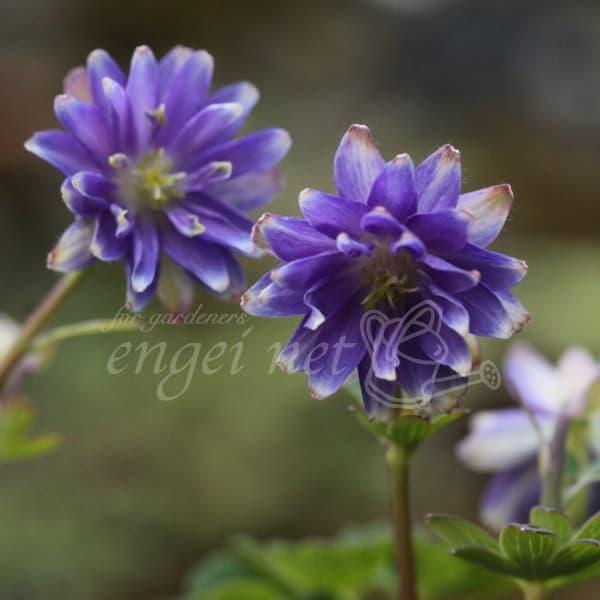 花弁数の多い菊咲きタイプのミヤマオダマキ。コンパクトな草姿となります。※詳しい商品説明は下のほうに記載があります