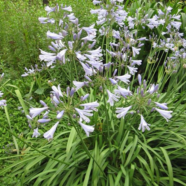 草花の苗 アガパンサス ピーターパン ブルー3 5号ポット 園芸ネット 通販 Yahoo ショッピング