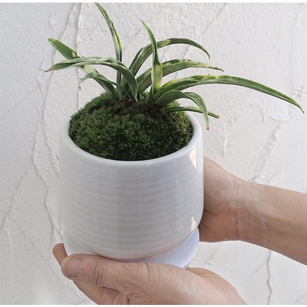 観葉植物 ギフトに 万年青 おもと 姫牡丹鉢植え 釉薬陶器鉢 白 皿付 Buyee 日本代购平台 产品购物网站大全 Buyee一站式代购 Bot Online