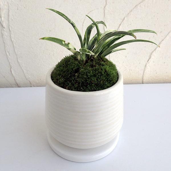 観葉植物 ギフトに 万年青 おもと 姫牡丹鉢植え 釉薬陶器鉢 白 皿付 Buyee 日本代购平台 产品购物网站大全 Buyee一站式代购 Bot Online