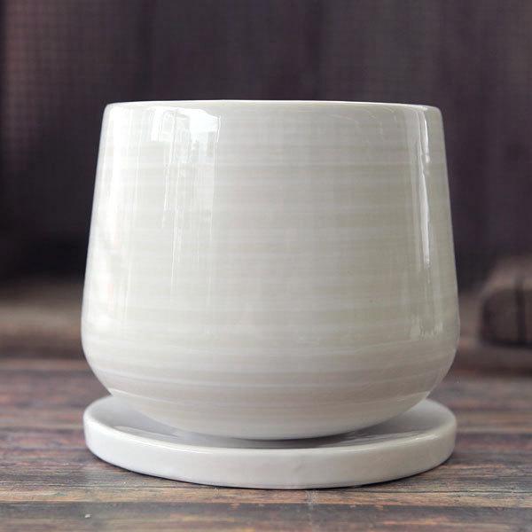 観葉植物 ギフトに 万年青 おもと 姫牡丹鉢植え 釉薬陶器鉢 白 皿付 Buyee 日本代购平台 产品购物网站大全 Buyee一站式代购 Bot Online