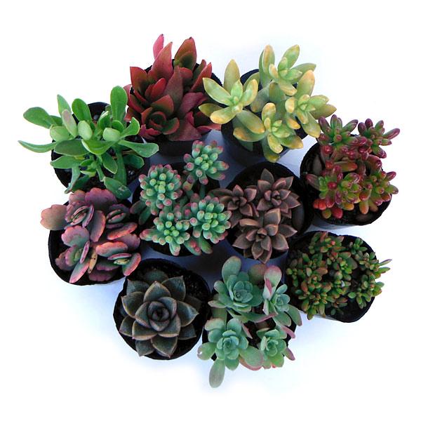 観葉植物 多肉植物ミックス2号ポット 4株セット 園芸ネット 通販 Yahoo ショッピング