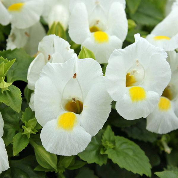 草花の苗 トレニア ホワイトムーン3.5号ポット