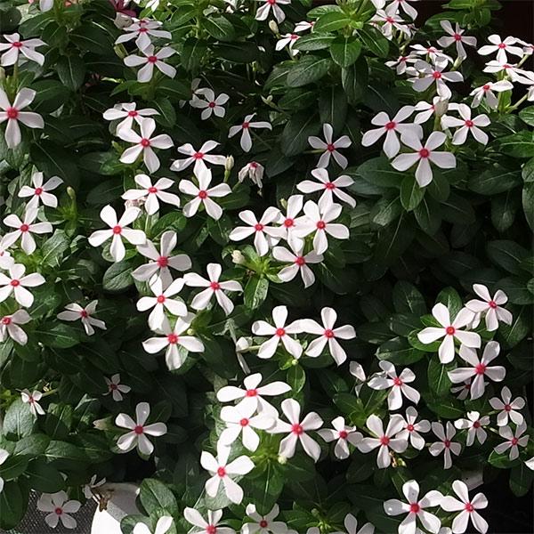 草花の苗 ニチニチソウ 夏花火 ホワイトレッドアイ3号ポット 2株セット 園芸ネット 通販 Yahoo ショッピング