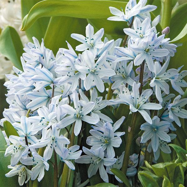 シラー 球根の価格と最安値 おすすめ通販を激安で