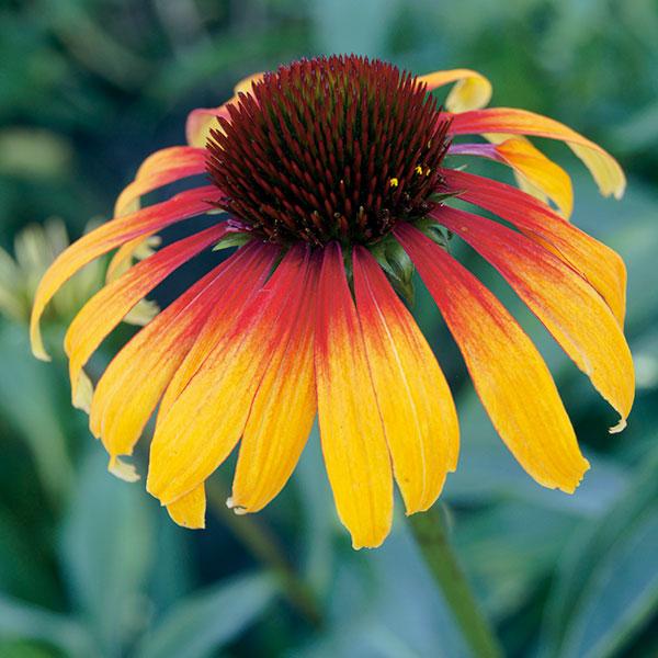 草花の苗 エキナセア 一重バイカラー咲き パーロット3 5号ポット 園芸ネット 通販 Yahoo ショッピング