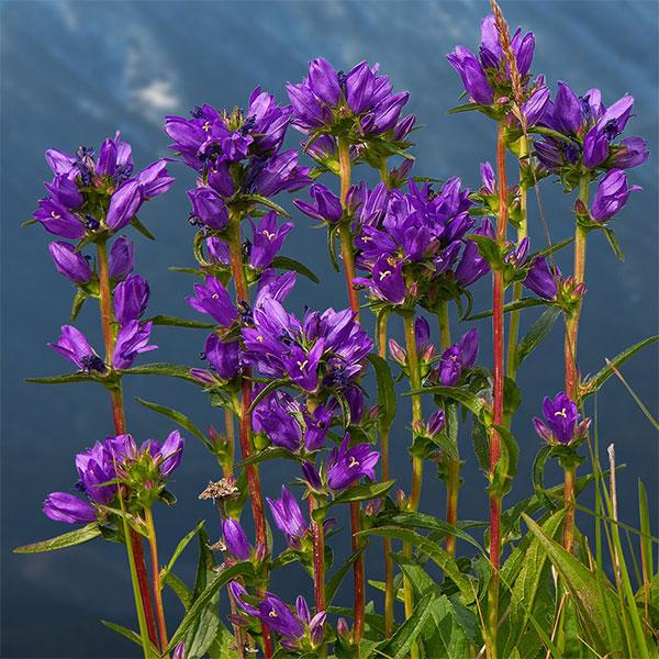 ヤツシロソウはリンドウ咲きカンパニュラとも呼ばれ、りんどうに似た花で丈夫で育てやすい多年草です。八代草の名は熊本県の八代で最初に発見されたことにちなみますが、この霧島八代草は、熊本の地性品種とは異なり、種子繁殖せず非常に強健で、株分け繁殖力...