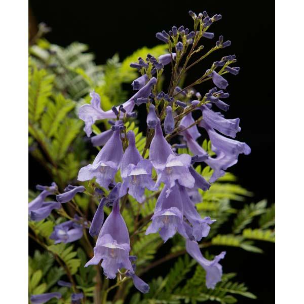 花木 庭木の苗 わい性ジャカランダ ブルーブロッサムビューイング5号ポット Buyee Buyee Jasa Perwakilan Pembelian Barang Online Di Jepang