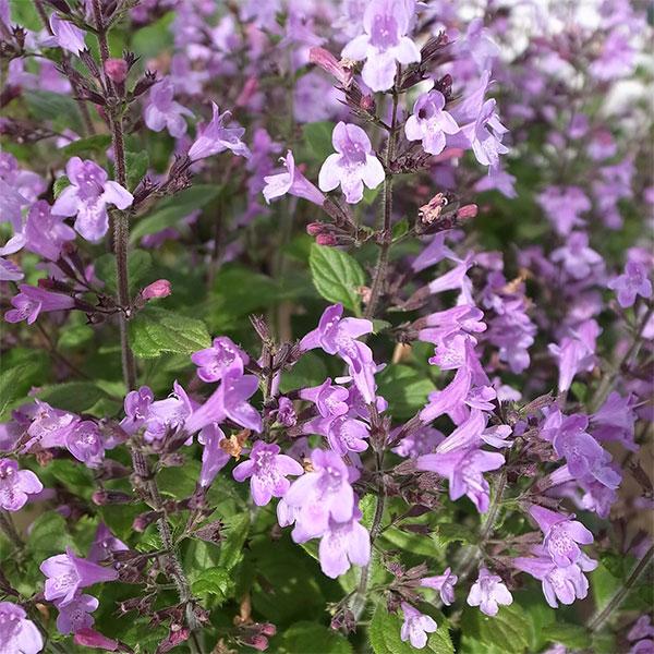 草花の苗 カラミンサ ネペタ マーベレッテブルー3.5号ポット