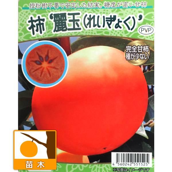 麗玉柿 れいぎょく 4年生 苗木 登録品種