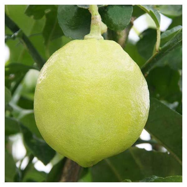 ベルガモットはダイダイとマンダリンオレンジの交雑種と推定されているイタリア・シチリア原産の柑橘で、主に地中海沿岸地域で栽培されています。このベルガモットの香油・精油で着香した紅茶はアールグレイティーとして有名です。果実は苦味成分が多く、生食...