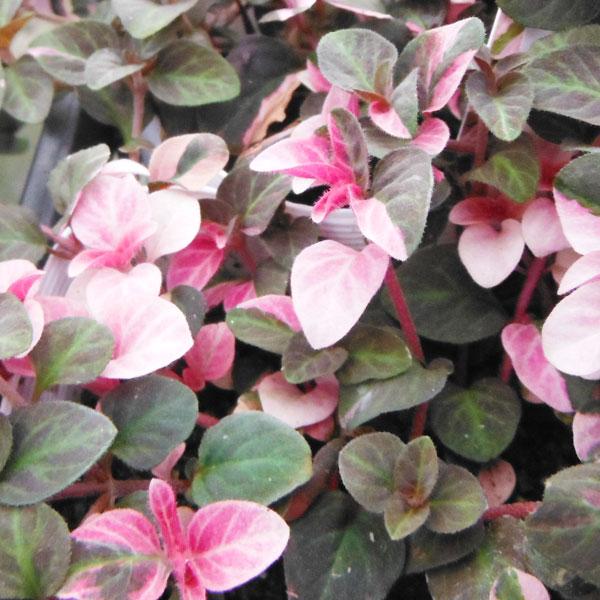 シックな銅葉にピンクの斑が入り、黄色い花を咲かせます。かわいい星型の花を咲かすので、その姿はまるで夜空に流れる星のよう。這うように低く広がる多年草です。花壇や鉢植え、寄せ植え、グランドカバーにご利用ください。※詳しい商品説明は下のほうに記載...