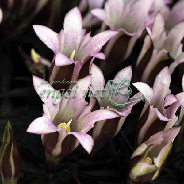 ★入荷から日数が経ったためセール価格となりました。商品の状態は画像と異なる場合があります。★クマガワリンドウの桃花品種。花は開花してもあまり開かず筒状に咲きます。※詳しい商品説明は下のほうに記載があります