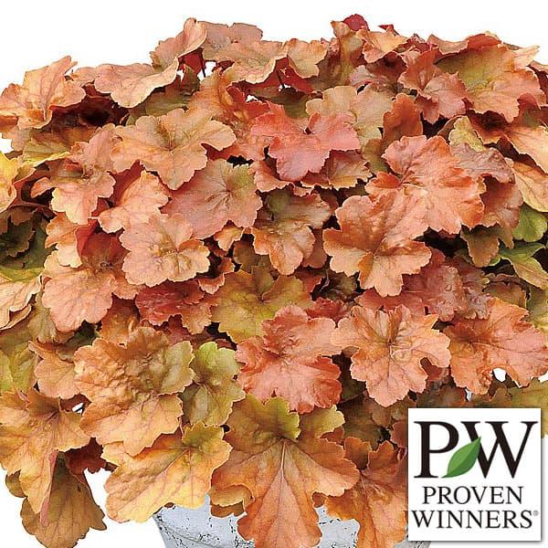 直射日光に強い品種 フリンジの照り葉 Pw ギガランキングｊｐ