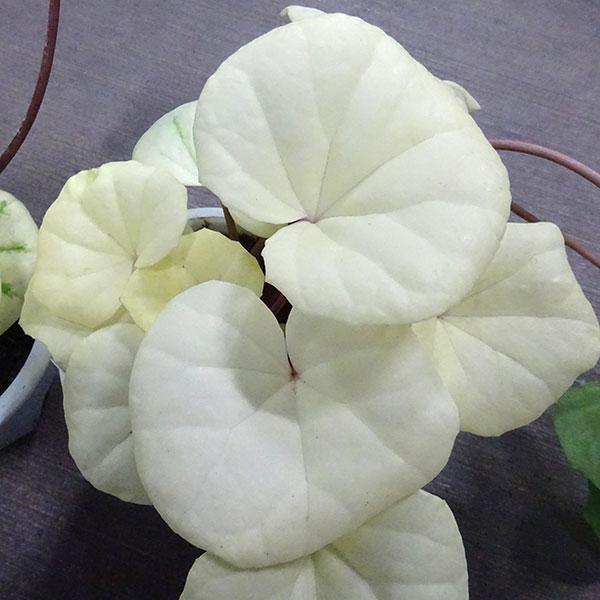 山野草の苗 ツワブキ 白峰（はくほう）5号鉢植え