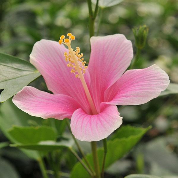 ハイビスカス 苗 検索ランキング注目度順 ハイビスカス 苗 総合