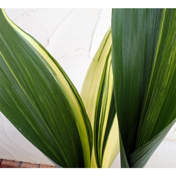 山野草の苗/ハラン（葉蘭）：斑入りハラン4号ポット 2株セット