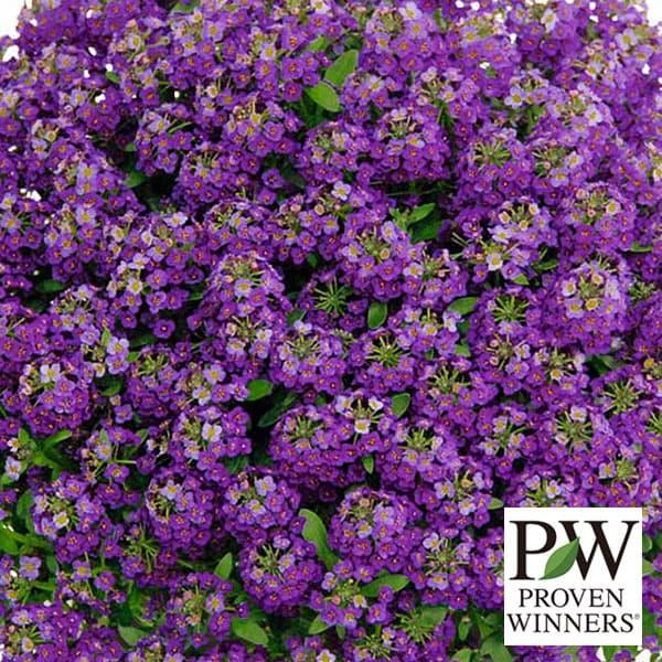 草花の苗 スーパーアリッサム パープルプリンセス3-3.5号ポット