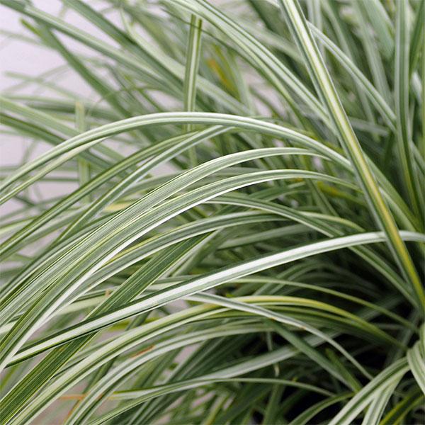 草花の苗 リュウノヒゲ白竜（はくりゅう） 3号ポット : 園芸ネット