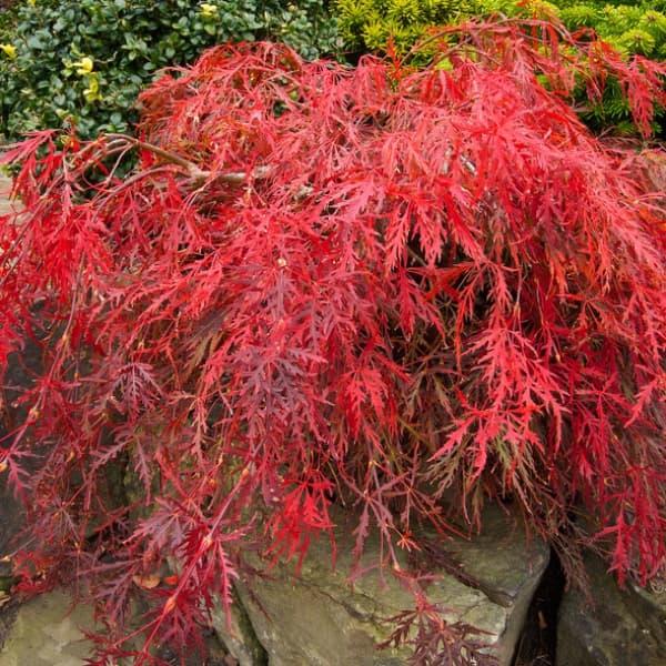 赤黒モミジ モミジ 赤七五三 5号ロングポット : 苗木部 花ひろばオンライン - 通販