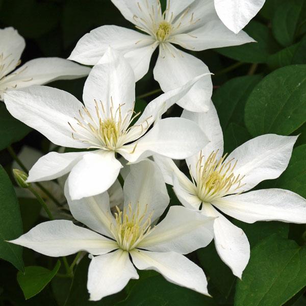 クレマチスの苗 クレマチス ベイビー スター4号ポット パテンス系 1395 園芸ネット 通販 Yahoo ショッピング