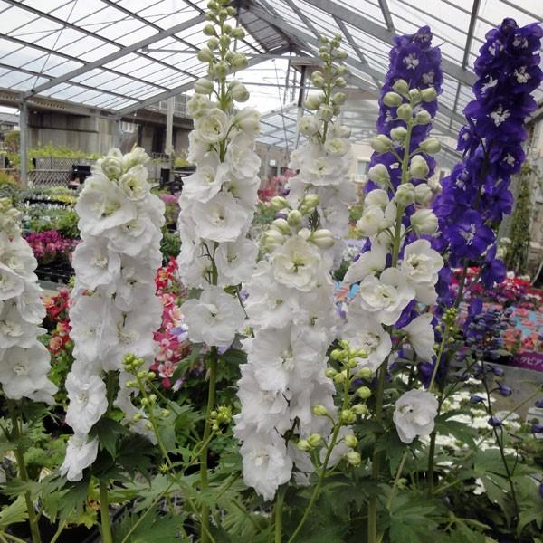 草花の苗 デルフィニウム F1オーロラ ホワイト3 5号ポット 2株セット 園芸ネット 通販 Yahoo ショッピング