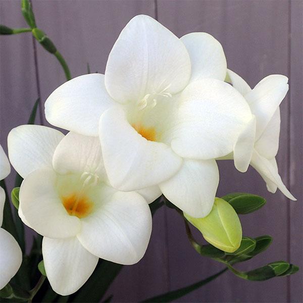 香りのブーケ フリージア ホワイト4号鉢植え 園芸ネット 通販 Yahoo ショッピング