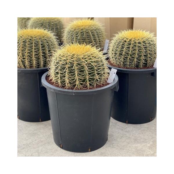 観葉植物 サボテンの王様 金シャチ（キンシャチ・金鯱）12号鉢植え