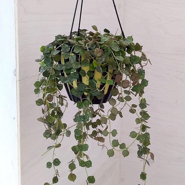 観葉植物 ホヤ カーティシー5号吊鉢 園芸ネット 通販 Yahoo ショッピング