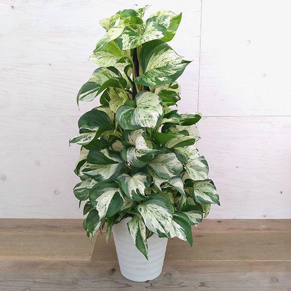 観葉植物 ポトス ステータスのヘゴ仕立て7号鉢植え 園芸ネット 通販 Yahoo ショッピング