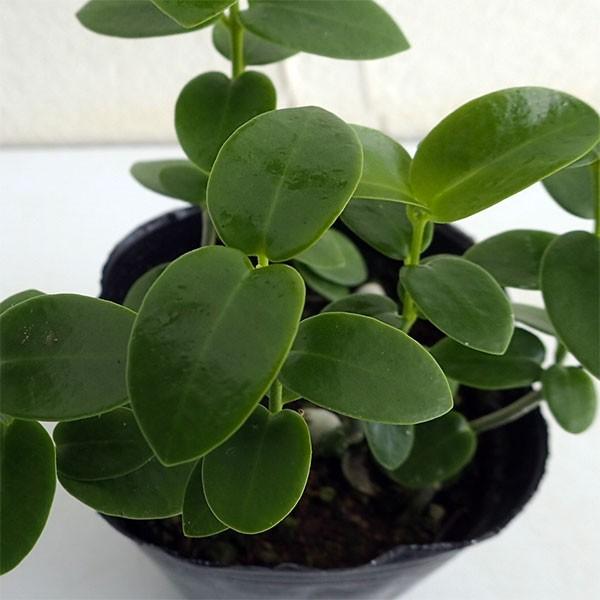 ホヤ 植物 みんな探してる人気モノ ホヤ 植物