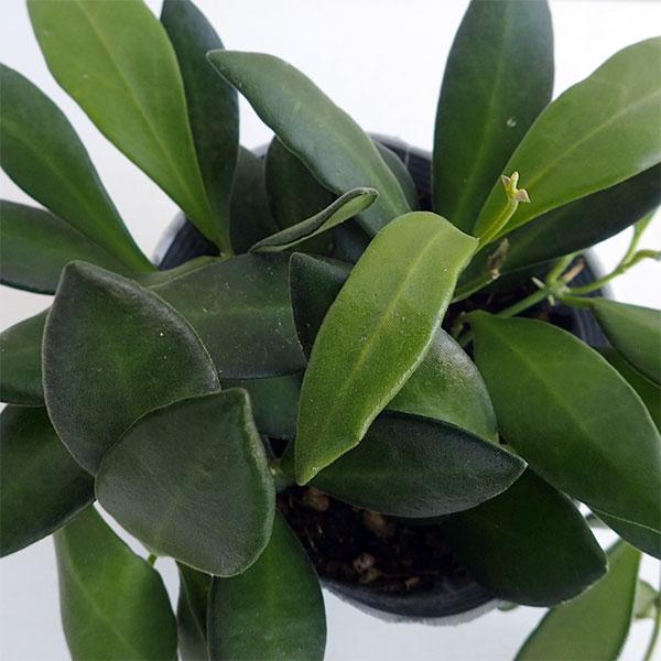 観葉植物 ホヤ サンバレス3号ポット苗 園芸ネット 通販 Yahoo ショッピング
