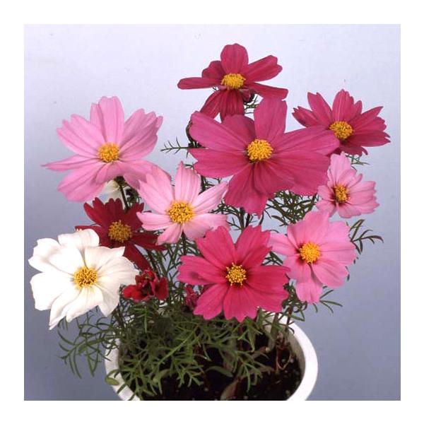 草花の苗 コスモス 花色ミックス（わい性種）3号ポット 6株セット