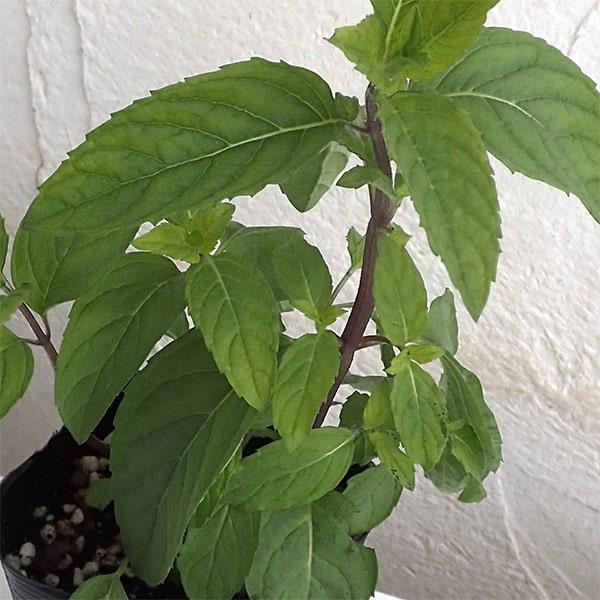 ★入荷から日数が経ったためセール価格となりました。商品の状態は画像と異なる場合があります。★く育てやすいことが特徴です。草姿はややコンパクトで横に広がる開帳性ですが、耐病性が強く、安定した収穫が見込めます。強い清涼感のある香りを持ち、ハッカ...