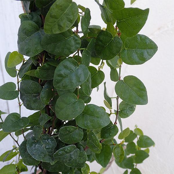 長尺つるもの オオイタビ フィカス プミラ 緑葉5号 長さ約1m 園芸ネット 通販 Yahoo ショッピング