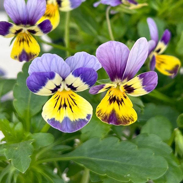 草花の苗 見元園芸さんのビオラ クリームソーダ3-3.5号ポット