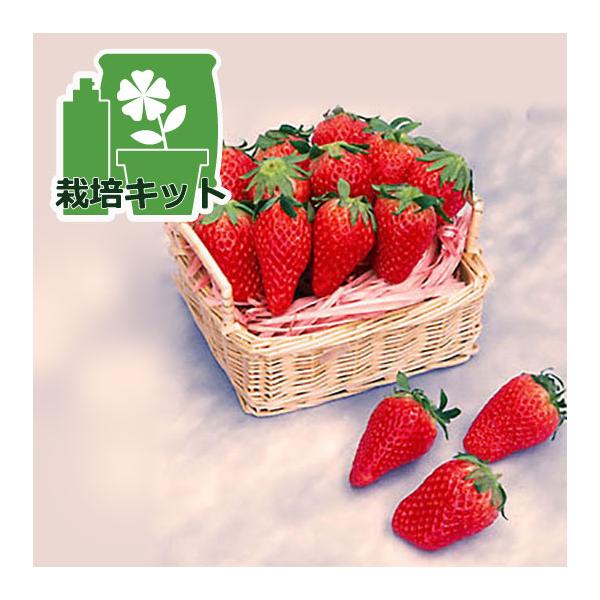 ★入荷から日数が経ったためセール価格となりました。商品の状態は画像と異なる場合があります。★簡単便利！お手ごろ価格のいちごの袋栽培セットです。培養土の袋を栽培容器として利用するので、プランターは不要です。培養土の袋にいちごの苗を植え込み、日...