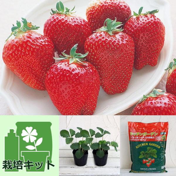 ★入荷から日数が経ったためセール価格となりました。商品の状態は画像と異なる場合があります。★簡単便利！お手ごろ価格のいちごの袋栽培セットです。培養土の袋を栽培容器として利用するので、プランターは不要です。培養土の袋にいちごの苗を植え込み、日...