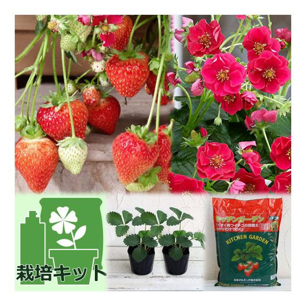 ★入荷から日数が経ったためセール価格となりました。商品の状態は画像と異なる場合があります。★簡単便利！お手ごろ価格のいちごの袋栽培セットです。培養土の袋を栽培容器として利用するので、プランターは不要です。培養土の袋にいちごの苗を植え込み、日...