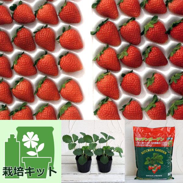 ★入荷から日数が経ったためセール価格となりました。商品の状態は画像と異なる場合があります。★※詳しい商品説明は下のほうに記載があります