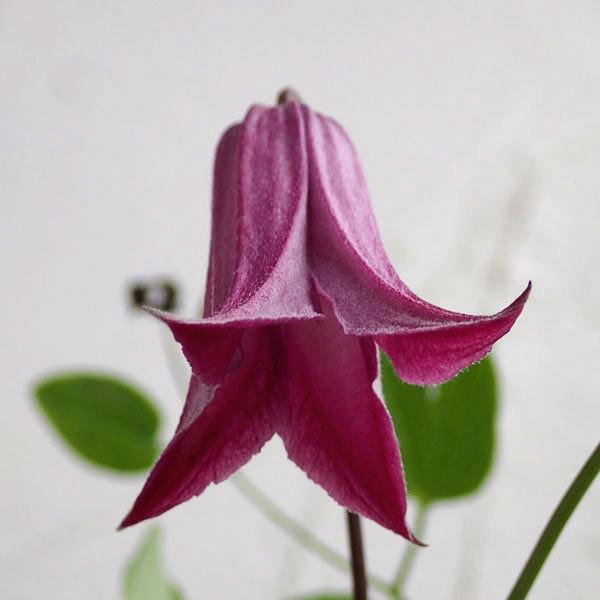 クレマチス 踊場 おどりば 5号鉢植え 1441 園芸ネット 通販 Yahoo ショッピング