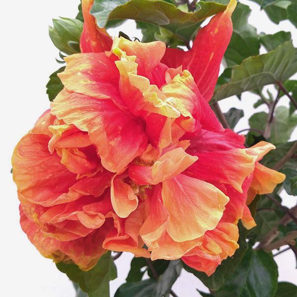 ハイビスカス ビーチボール5号鉢植え